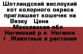 Шотландский вислоухий кот колорного окраса приглашает кошечек на Вязку › Цена ­ 2 000 - Московская обл., Ногинский р-н, Ногинск г. Животные и растения » Услуги   